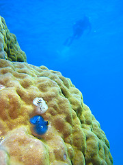 Image showing Underwater Scene of Great Barrier Reef