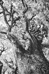 Image showing Textures of Bearded Mossman Trees, Australia