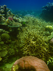 Image showing Underwater Scene of Great Barrier Reef