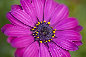 Image showing Purple Flowers in Tuscany