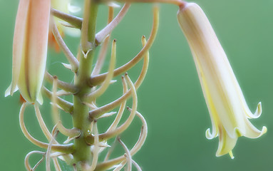 Image showing Flowers Macro