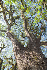 Image showing Textures of Bearded Mossman Trees, Australia
