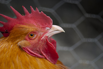 Image showing Orange Cock