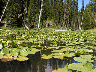 Image showing Isa Lake in Yellowstone National Park