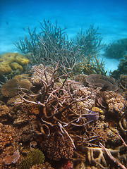 Image showing Underwater Scene of Great Barrier Reef