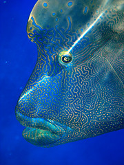 Image showing Humphead Maori Wrasse, Australia