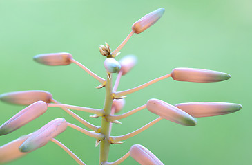 Image showing Flowers Macro