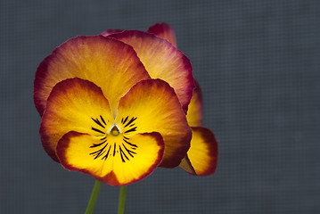 Image showing Daisy Flowers in a Garden