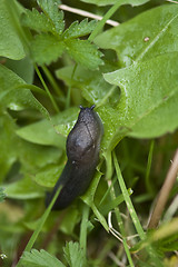 Image showing Slug in a Garden, Italy