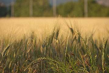 Image showing Cornfield in Tuscany Countryside