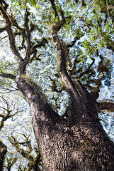 Image showing Textures of Bearded Mossman Trees, Australia