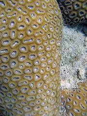 Image showing Underwater Life of Great Barrier Reef