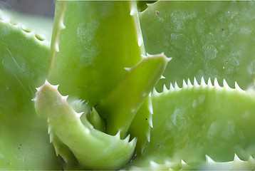 Image showing Cactus Macro