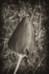 Image showing Tulip on a Tuscan Garden, Italy