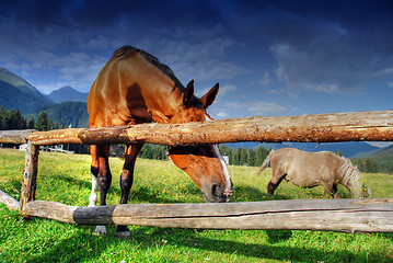 Image showing Horses, Dolomites, Italy, August 2007