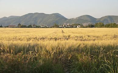 Image showing Cornfield in Tuscany Countryside