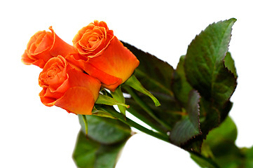 Image showing Roses 1