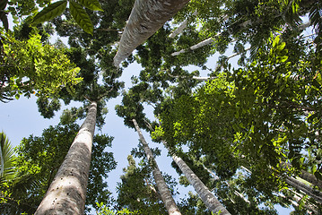 Image showing Paronella Park, Queensland