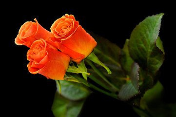 Image showing Roses 1a