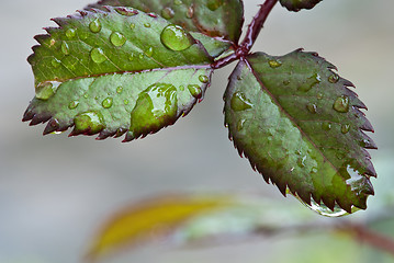 Image showing Wet Green Leaves in a Garden