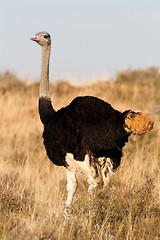 Image showing Male Ostrich