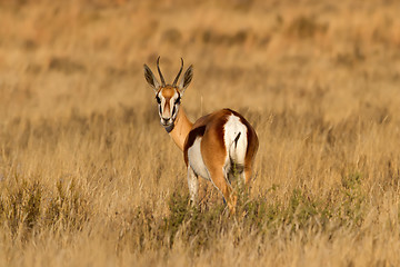 Image showing Male Springbuck