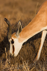 Image showing Male Springbuck