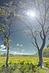 Image showing meadow