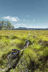 Image showing meadow