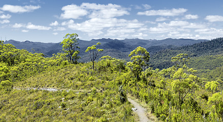 Image showing tasmania rain forest