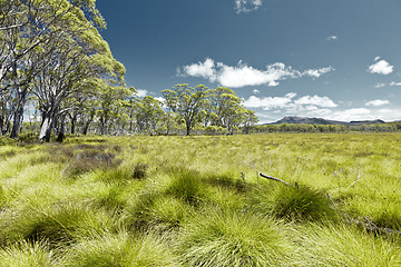 Image showing meadow