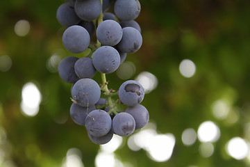 Image showing Blue grapes in the garden