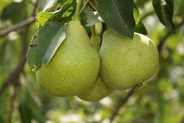 Image showing Three pears in the garden