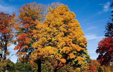 Image showing Autumn in Canada  No1