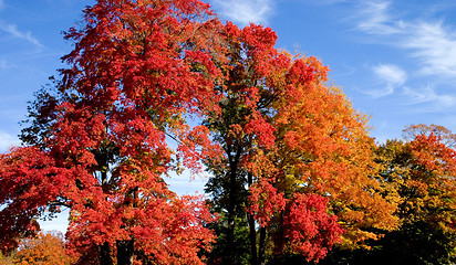 Image showing Autumn in Canada No3  (Red Maple)