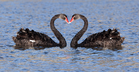 Image showing black swan