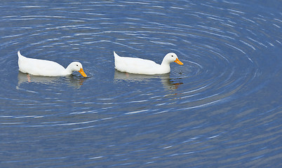 Image showing white ducks