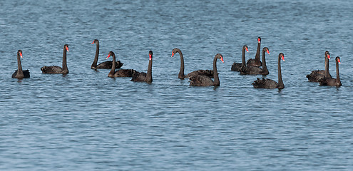 Image showing black swan