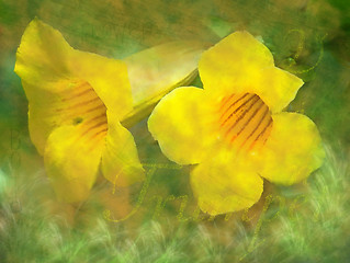 Image showing Yellow Trumpet Vine Abstract