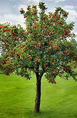 Image showing Apples