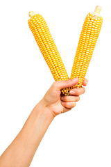 Image showing Two ears of corn