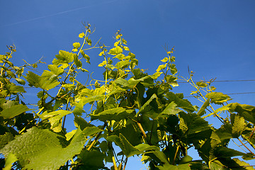 Image showing Vineyard in Southwest Germany