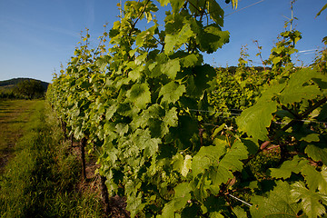 Image showing Vineyard in Southwest Germany