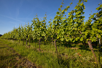 Image showing Vineyard in Southwest Germany