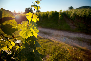 Image showing Vineyard in Southwest Germany