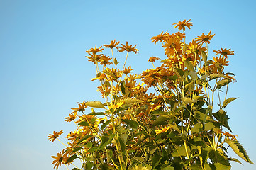 Image showing yellow flowers