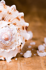 Image showing seashell and salt