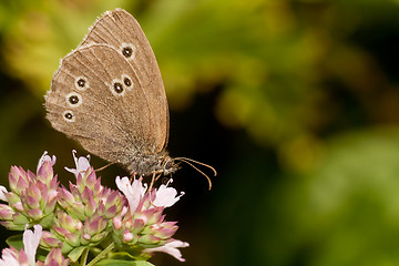Image showing Brown butterfly