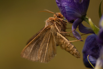 Image showing Moth