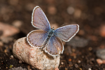 Image showing Blue butterfly